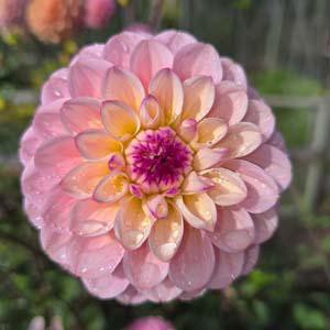 Wine Eyed Jill (pink)